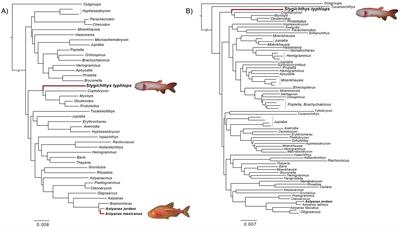 Transcriptomic analysis of the Brazilian blind characid, Stygichthys typhlops, reveals convergent selection with Astyanax mexicanus and other cavefishes